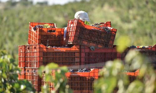 Berba u Tikvešu 2022.