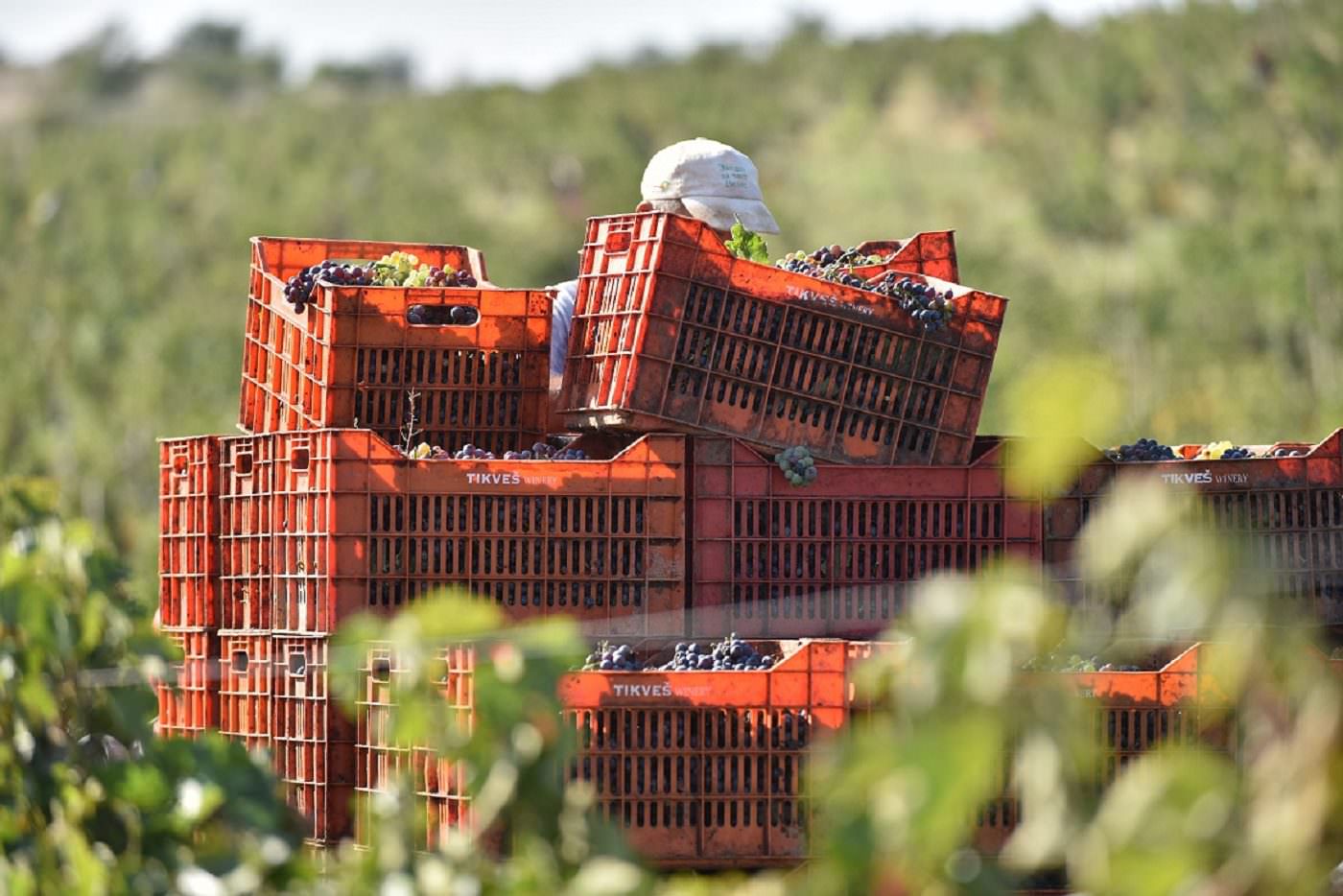 Berba u Tikvešu 2022.