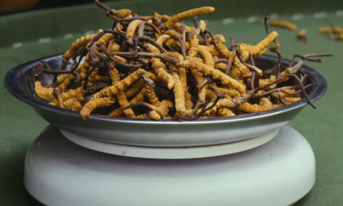 Pečurke Cordyceps (YouTube)