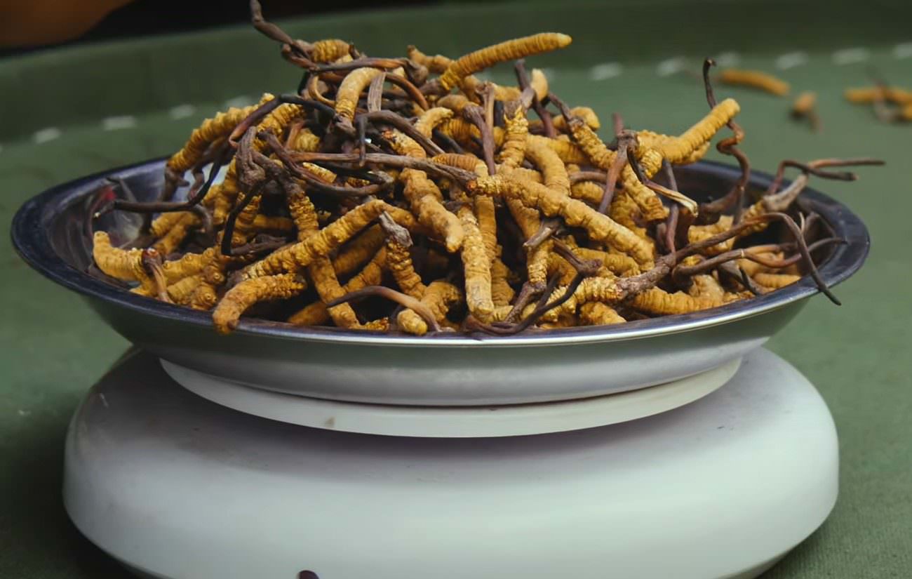 Pečurke Cordyceps (YouTube)