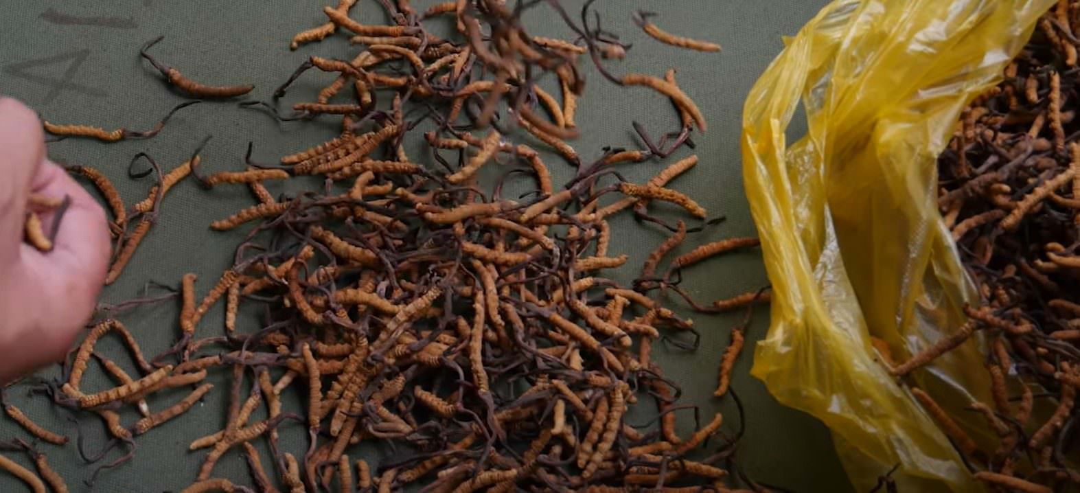 Pečurke Cordyceps (YouTube)