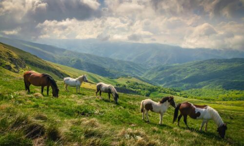 Pirot, turizam (Shutterstock)