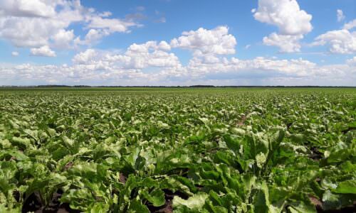 Šećerna repa - Foto Sunoko