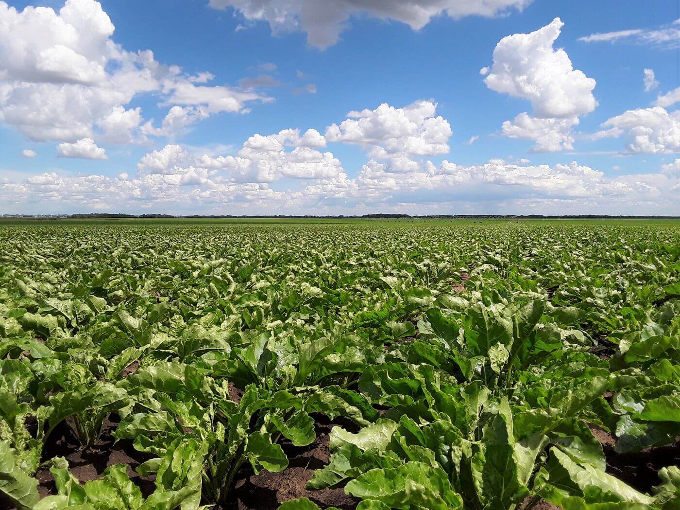Šećerna repa - Foto Sunoko