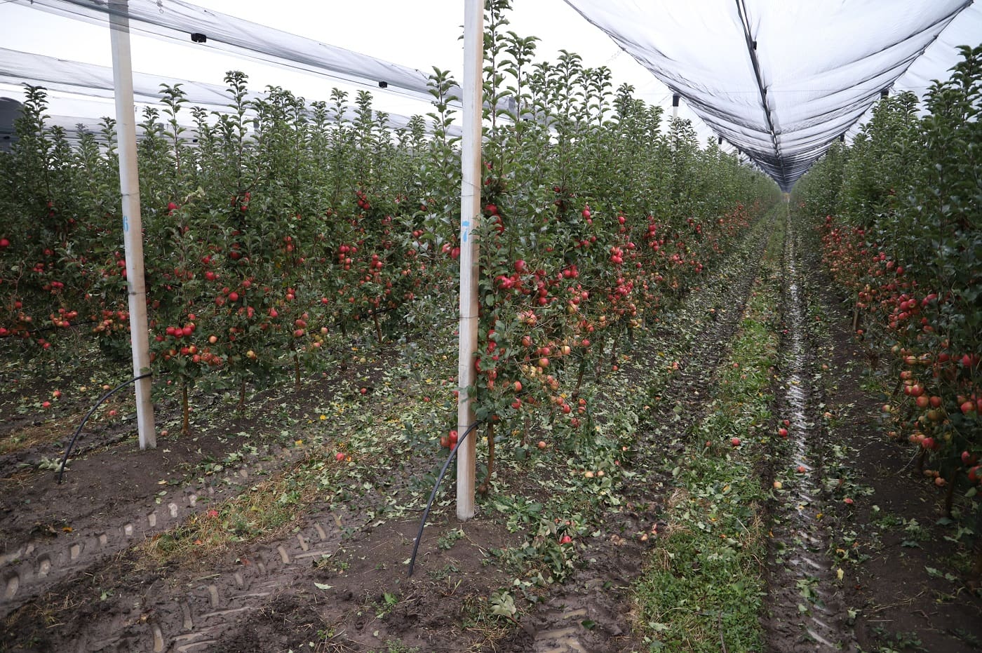 Delta Agrar i Delez Srbija