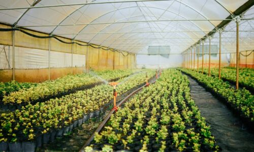 Gajenje u plasteniku