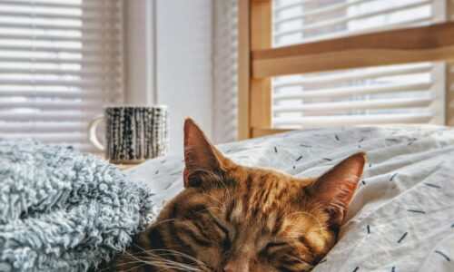 mačkositovanje, mačka, ljubimac