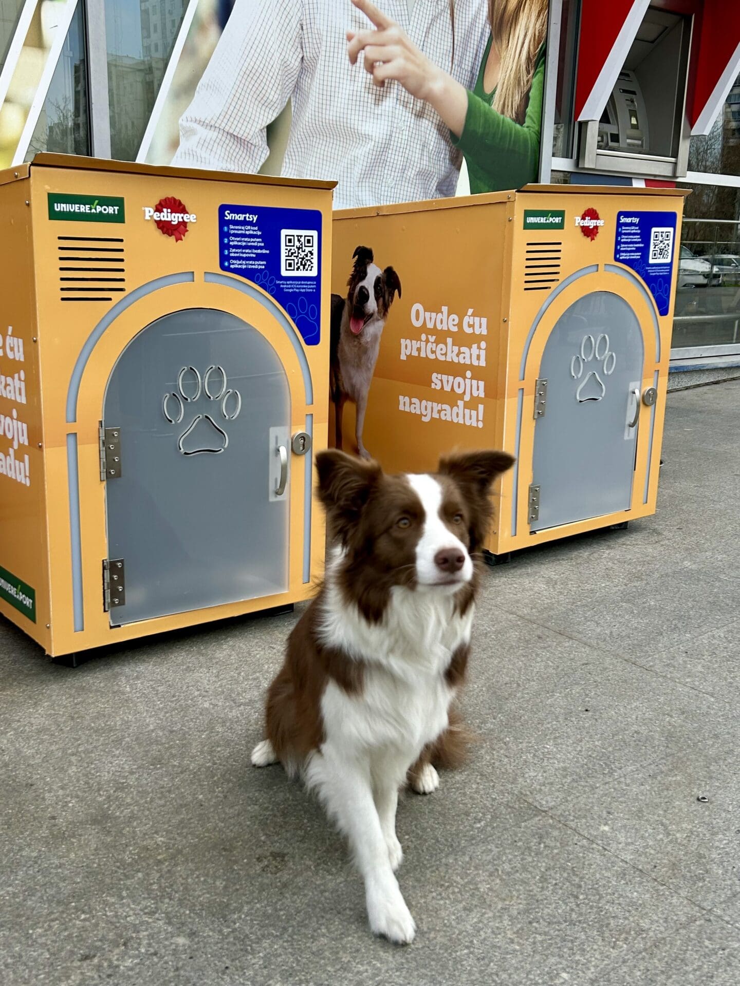 kućice za pse Smartsy