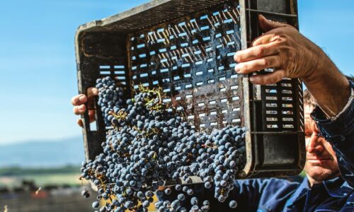 In vino Pantheon, Vinarija DOJA