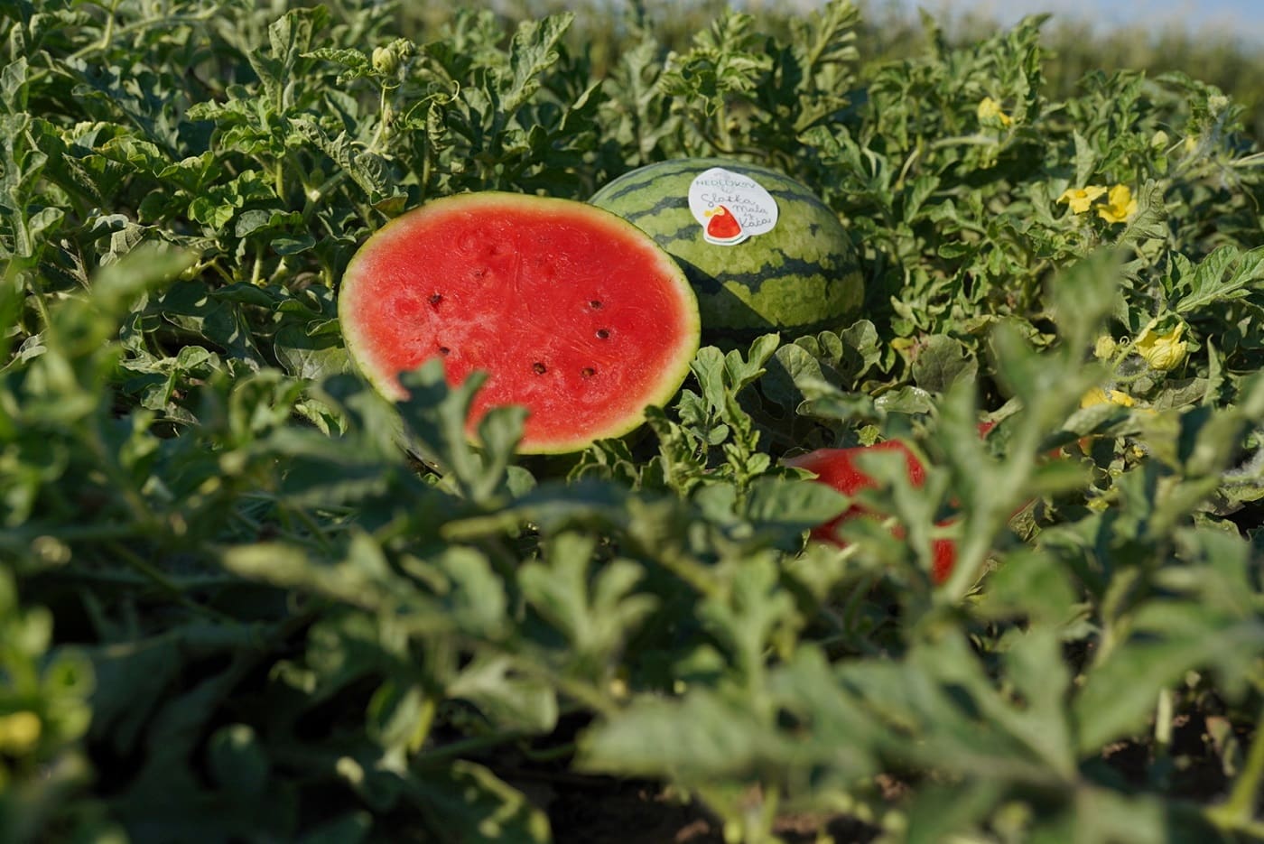 Slatka mala iz Kaća, mini lubenica (Privatna arhiva)