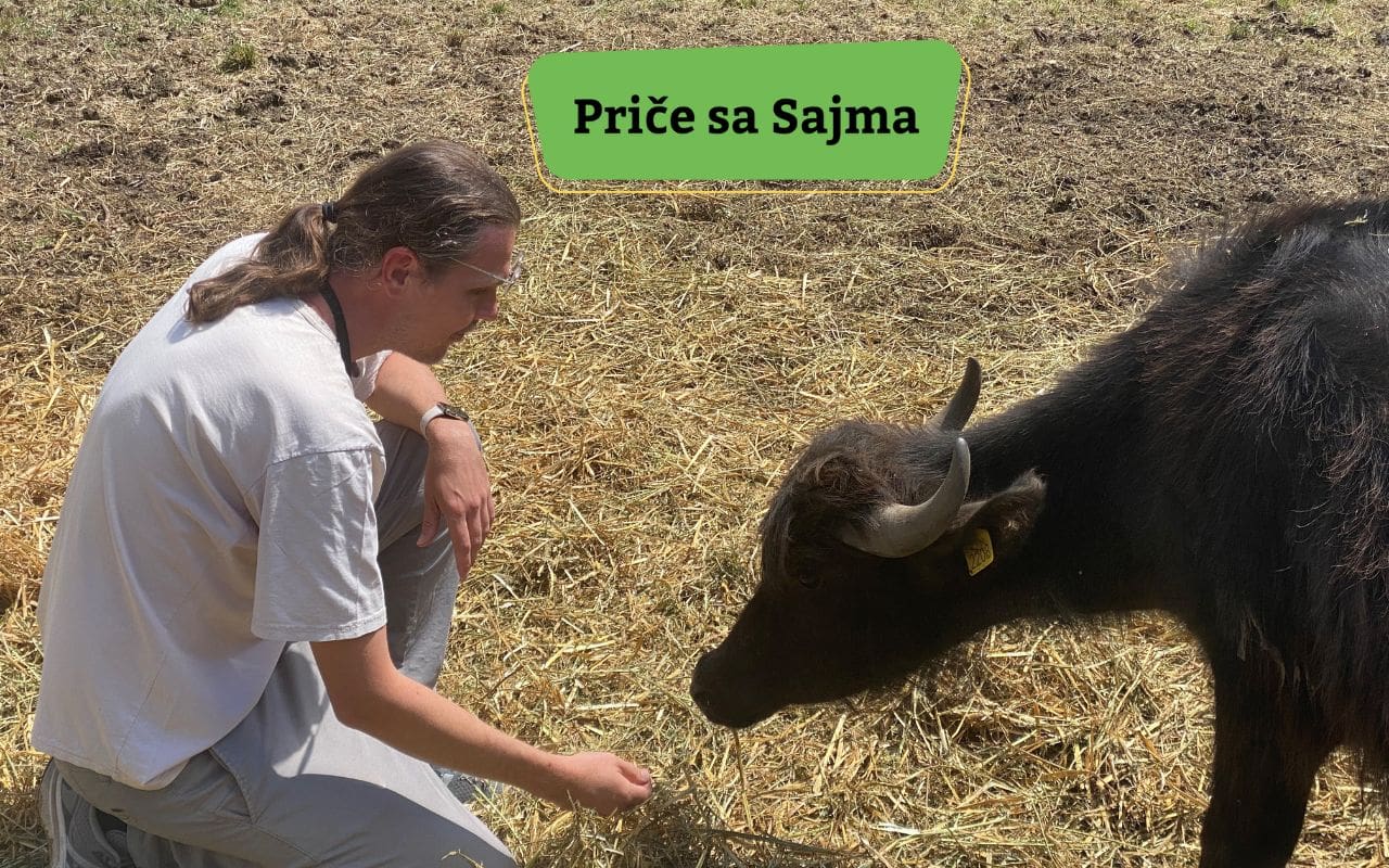 Knićanin, bivo, sajam