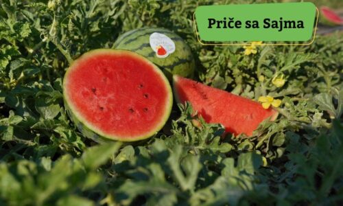 Slatka mala iz Kaća, mini lubenica