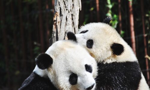 Panda diplomatije, pande