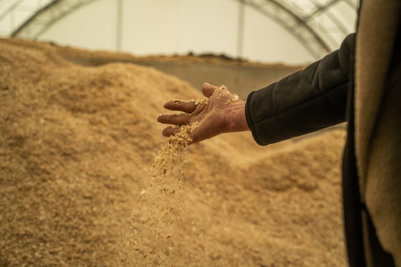 Organsko đubrivo, Čenej