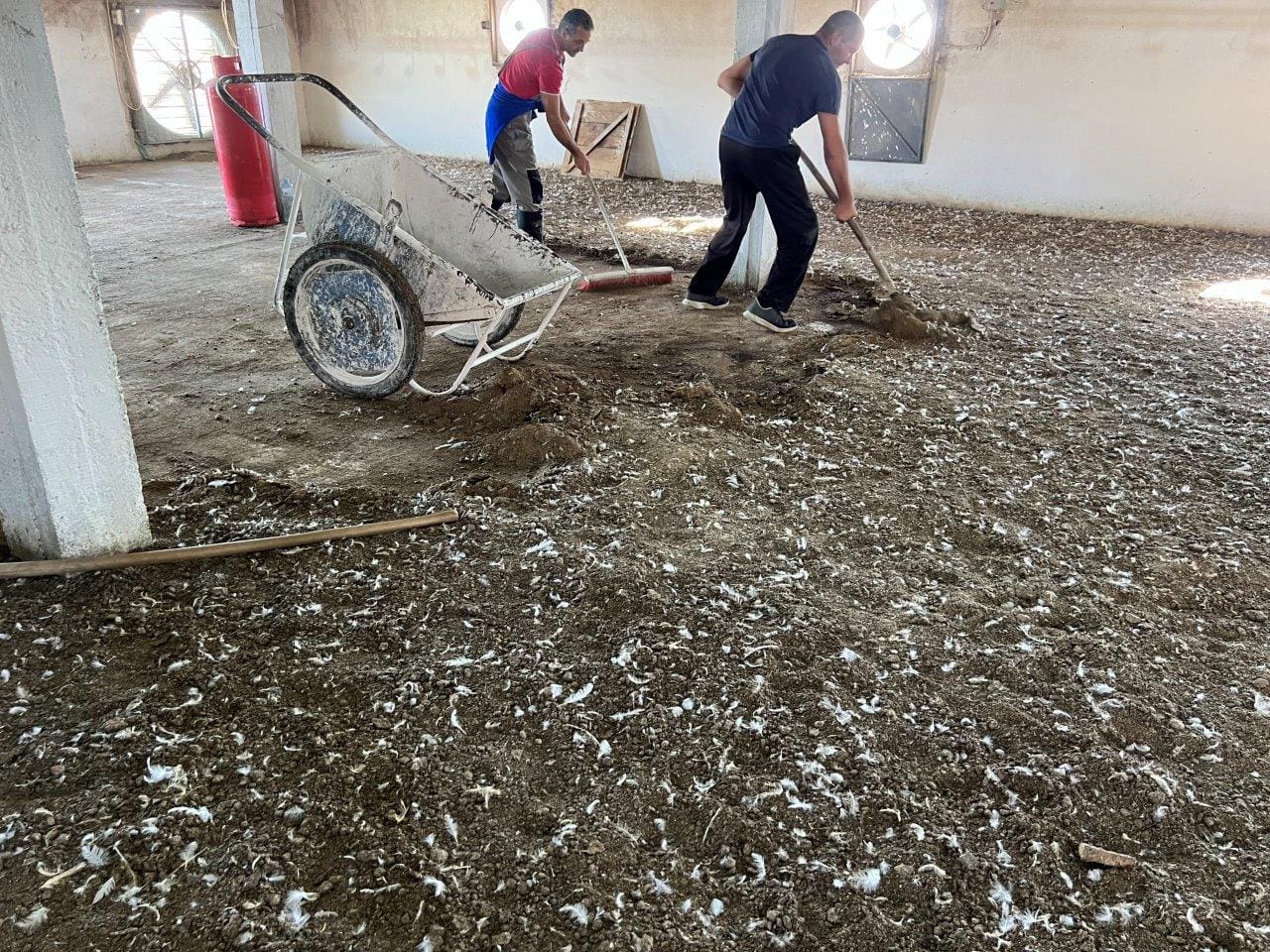 Organsko đubrivo, Čenej