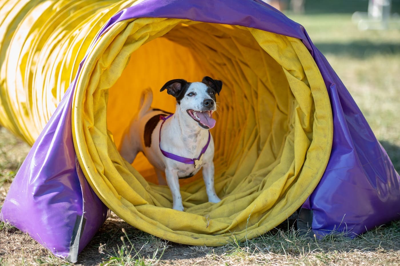 Festival Pasa Svih Rasa
