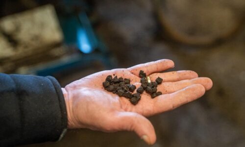 Organsko đubrivo, Čenej