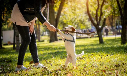 obuka pasa, dresura, obuka vlasnika pasa