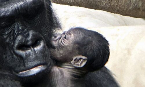 Detroit, beba gorila