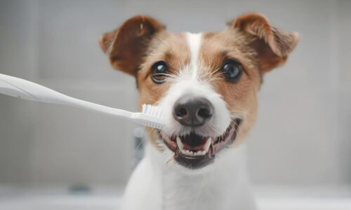 Četkica za zube za pse