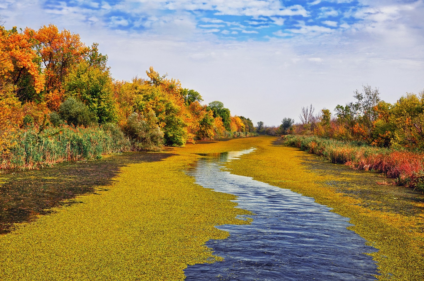 Carska bara stock foto Minoli