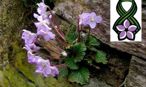 Dan primirja, natalijina ramonda