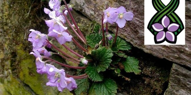 Dan primirja, natalijina ramonda