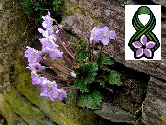 Dan primirja, natalijina ramonda