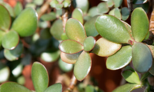 krasula, cvet, novac