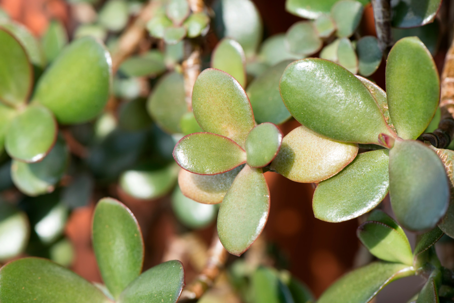 krasula, cvet, novac