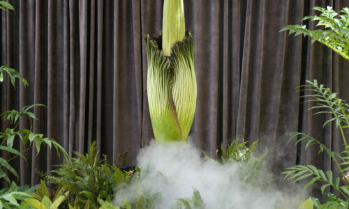 Lešinarov smrdljivi cvet