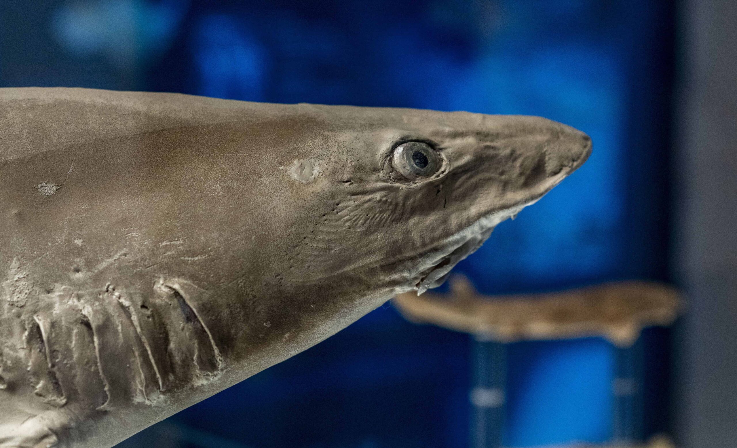 Izložba „Ajkule“, Palata nauke