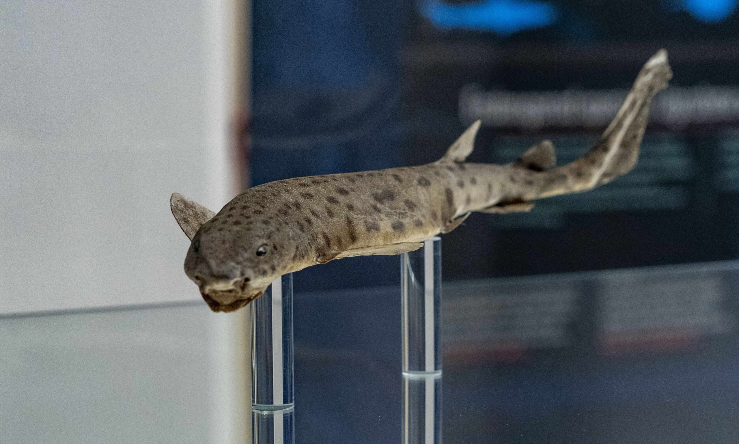 Izložba „Ajkule“, Palata nauke