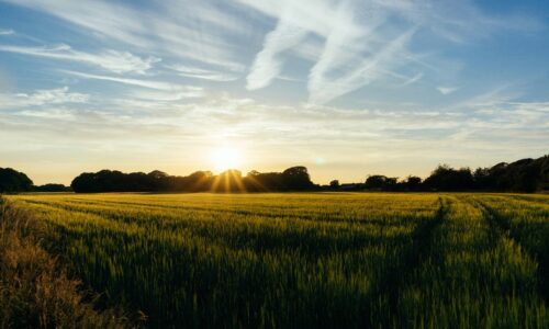 Održiva, regenerativna poljoprivreda