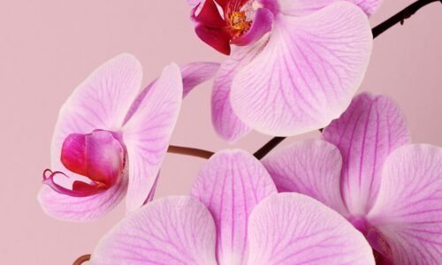 Orhideje