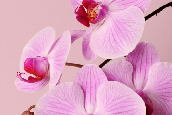 Orhideje