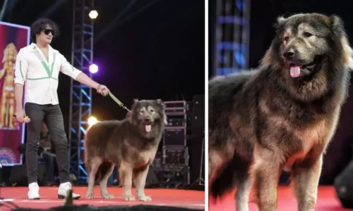 Cadabomb Okami, najskuplji pas