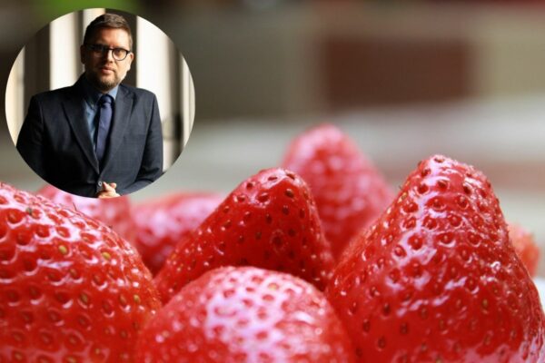 Borislav despotović, jagode