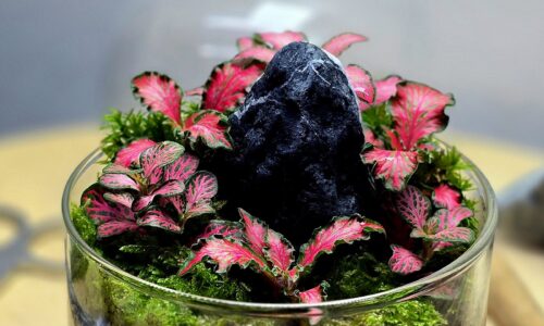 Biljni terarijum, Igor Krstić