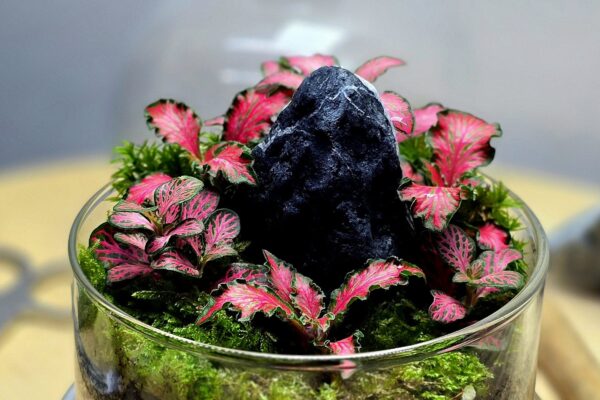 Biljni terarijum, Igor Krstić