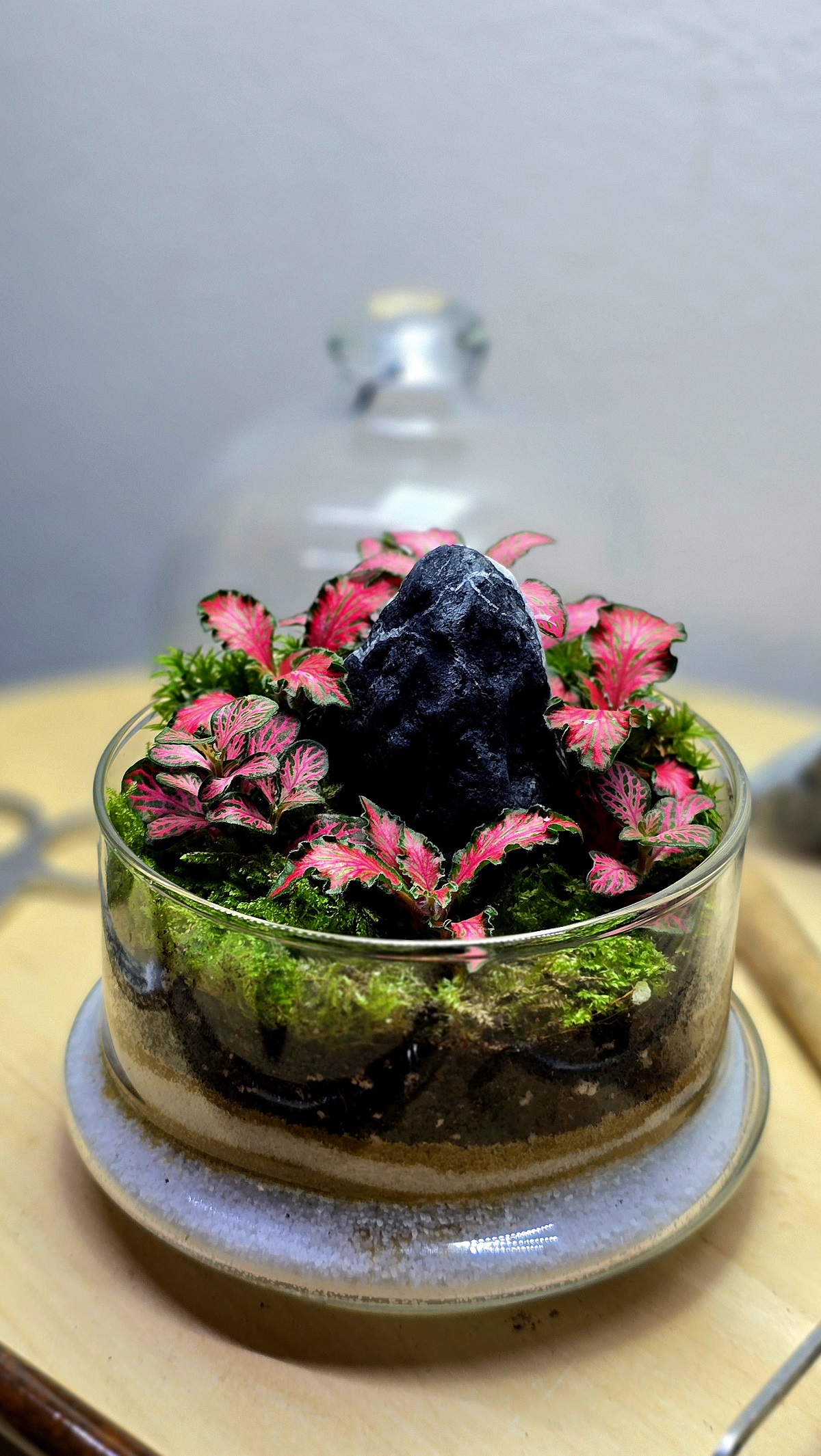 Biljni terarijum, Igor Krstić