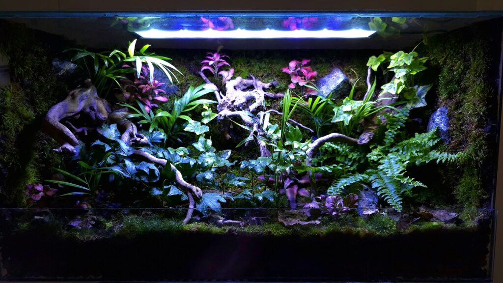 Biljni terarijum, Igor Krstić