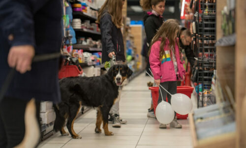 Pet Network International