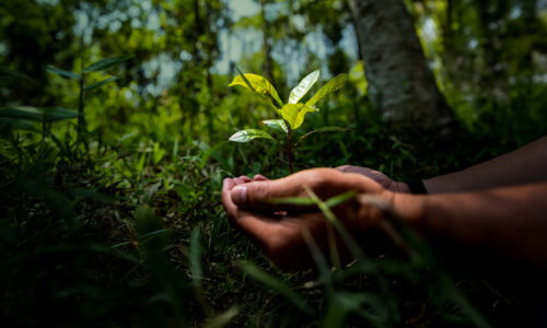 Priceless Planet Coalition, Zemlja