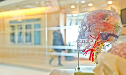 mozak, telo, istraživanje