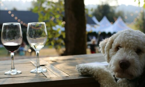 pas, vino, ljubimac, čaša