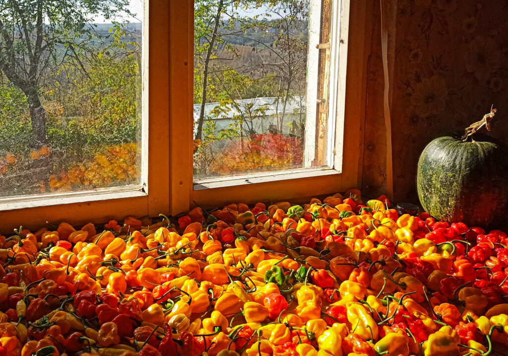 Gastronomska Fotografija