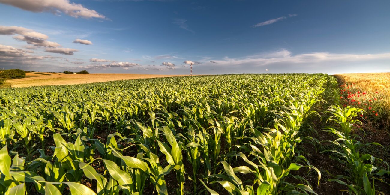 kukuruz, Interstellar , polje, žetva