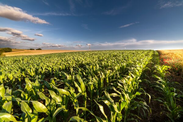 kukuruz, Interstellar , polje, žetva