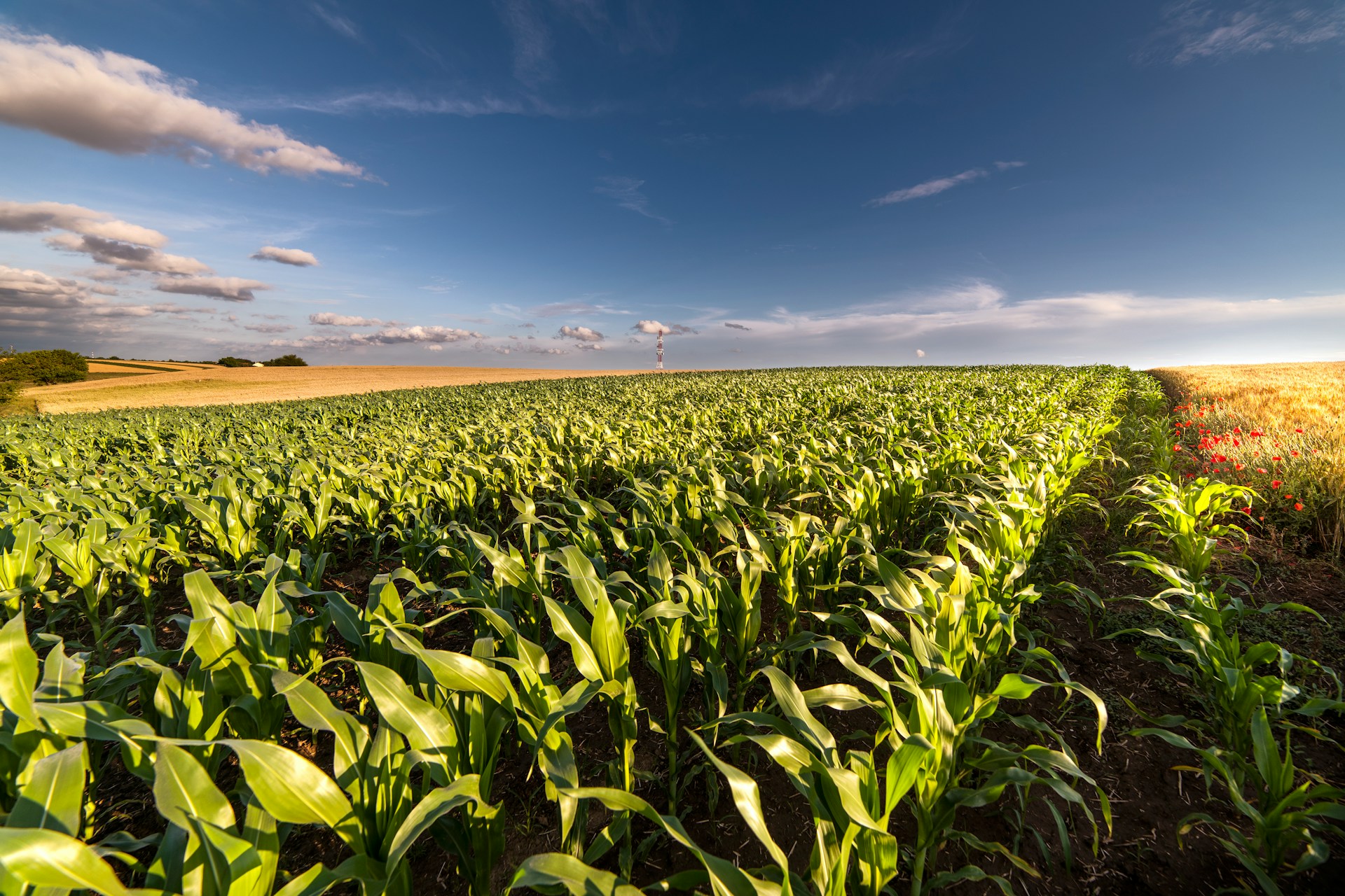 kukuruz, Interstellar , polje, žetva